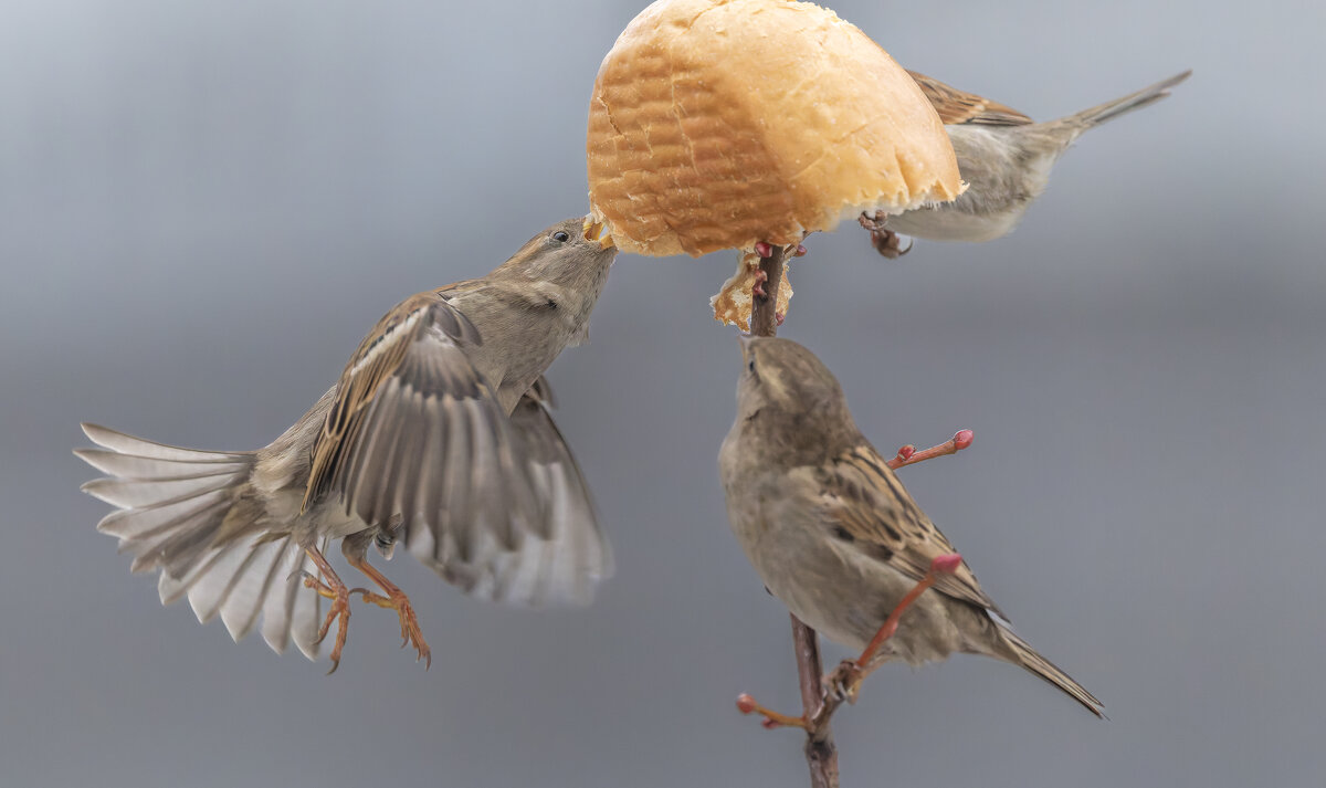 из жизни воробьев . - юрий макаров