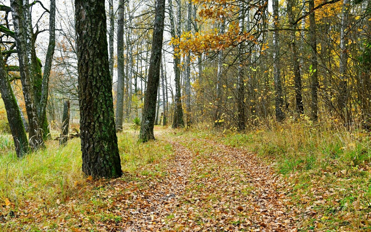 Осенний лес. - Милешкин Владимир Алексеевич 
