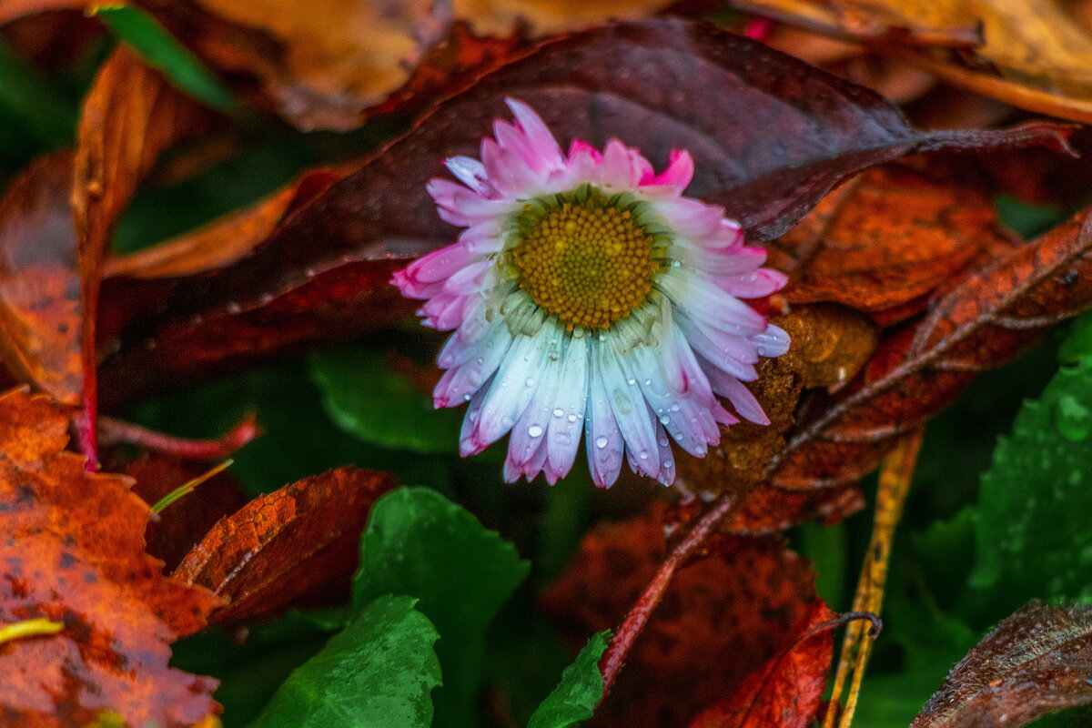 Октябрьская красотулька. - Анатолий. Chesnavik. Октябрьская красотулька. - Анатолий. Chesnavik.