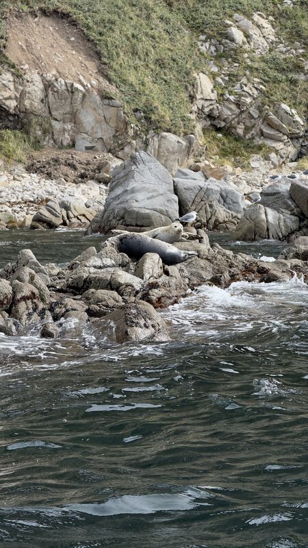 Нерпы - Ксения N