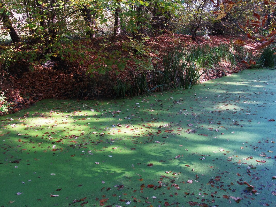 течёт зелёная река - Елена Шаламова