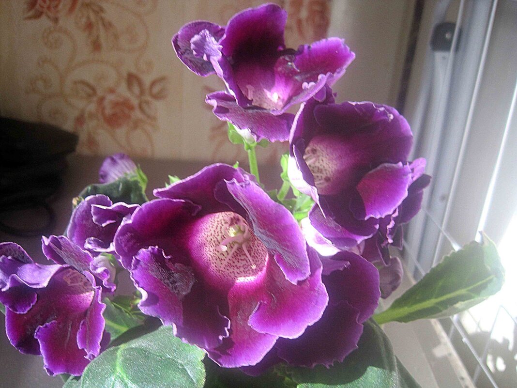 Глоксиния - Елена Семигина