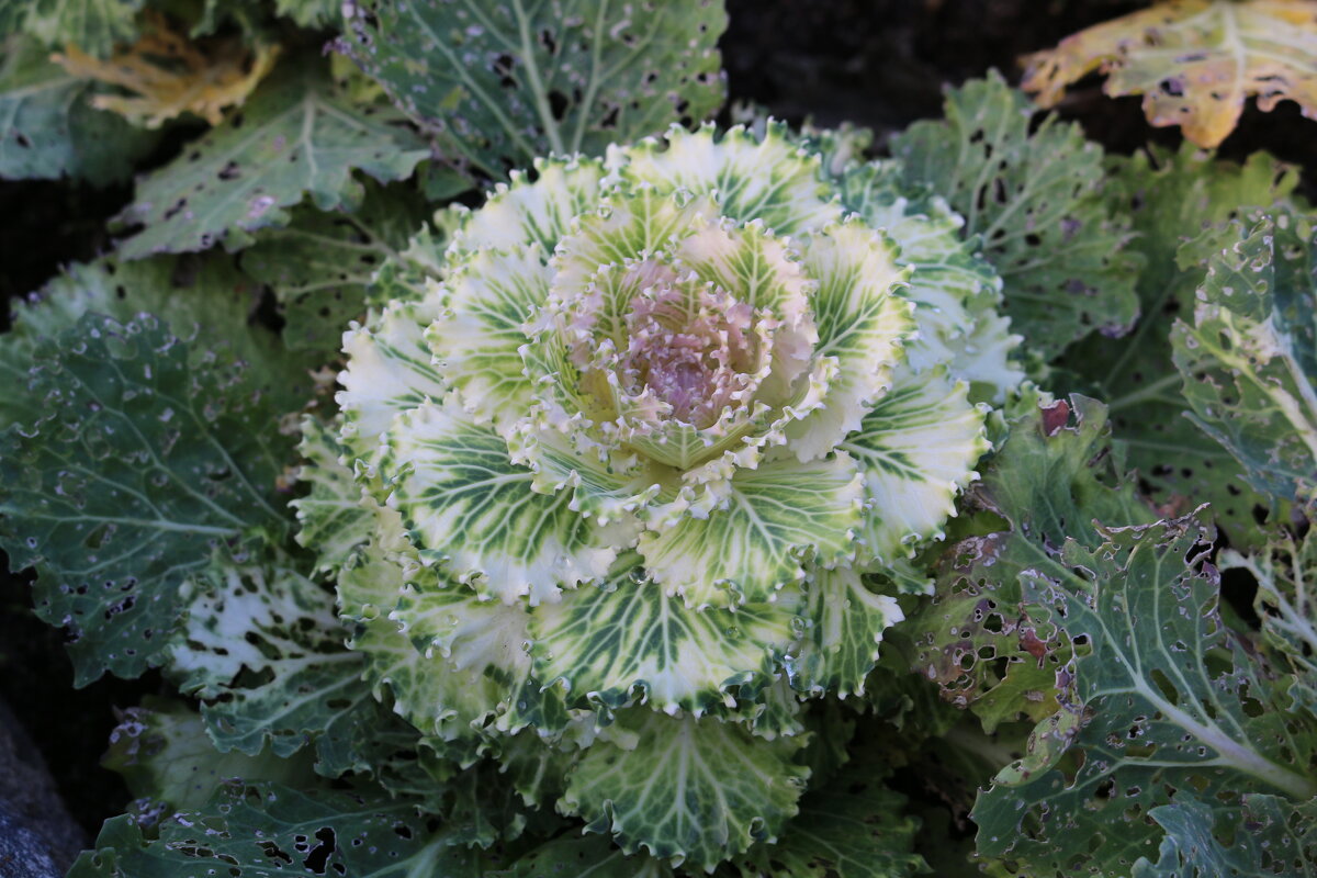 Кудрявая красотка - Ольга 