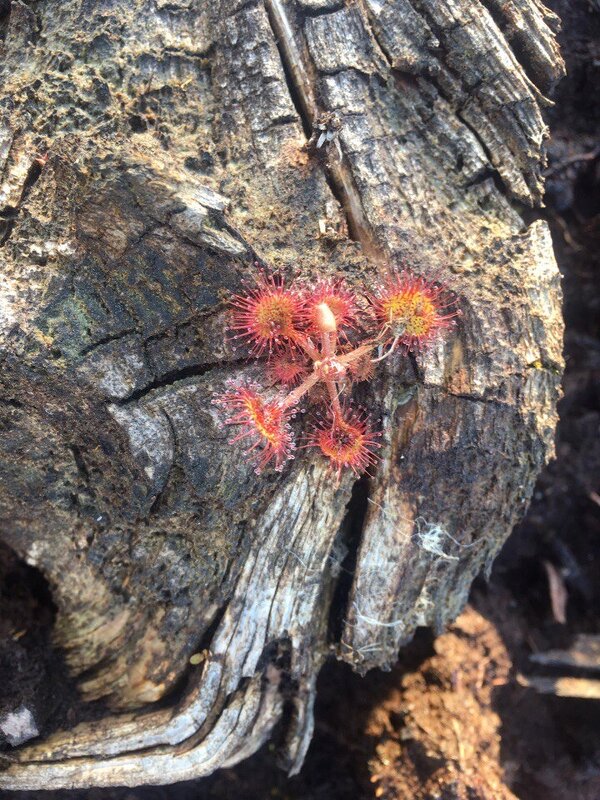 Росянка - Ольга Савельева 