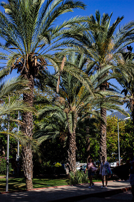 Пальмы - Светлана SvetNika17 Пальмы - Светлана SvetNika17