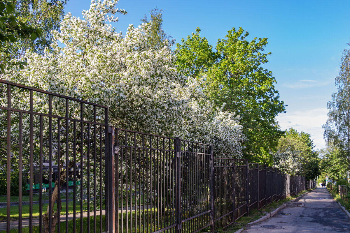 яблони в цвету... - navalon M