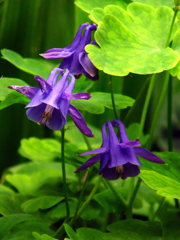 Аквилегия. - nadyasilyuk Вознюк