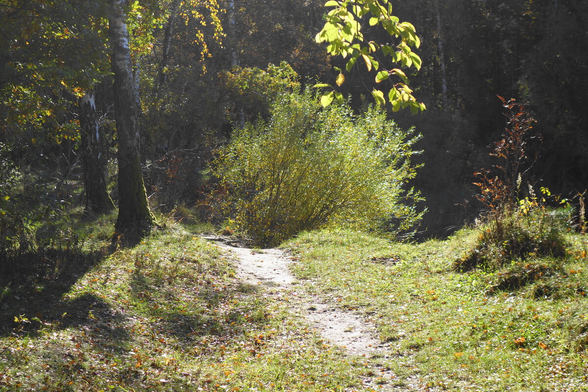 Побережье лесного озера - Рита Симонова