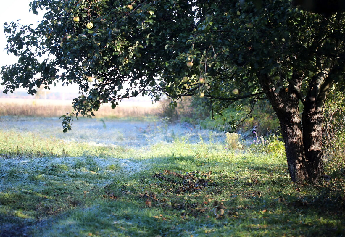 Иней, утро октября - ZNatasha -