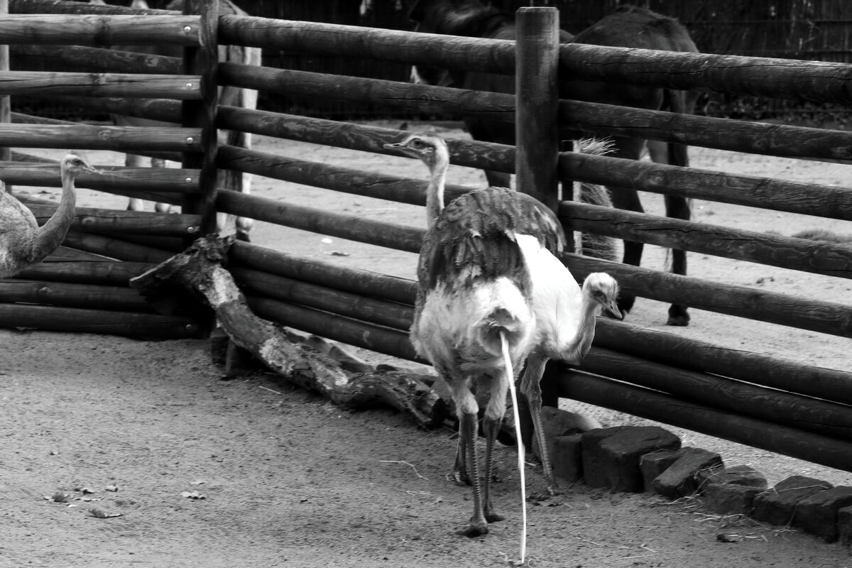 Хорошо,что эти птицы не летают.. - Юрий. Шмаков