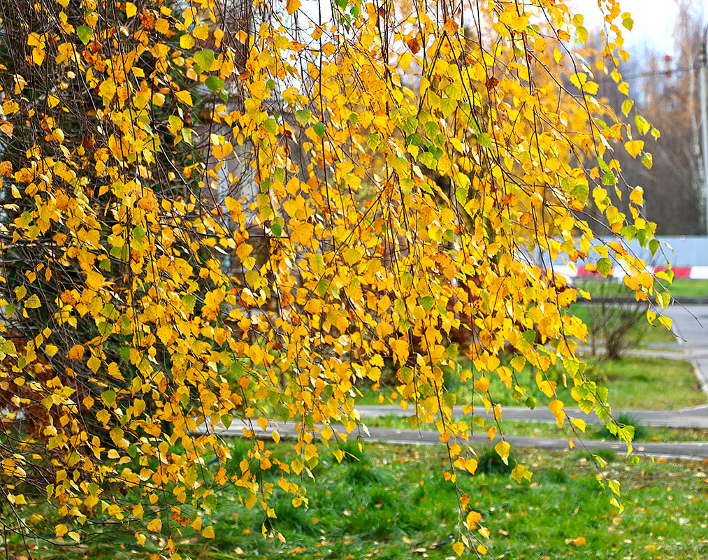 Последние дни золотой осени - Светлана Последние дни золотой осени - Светлана