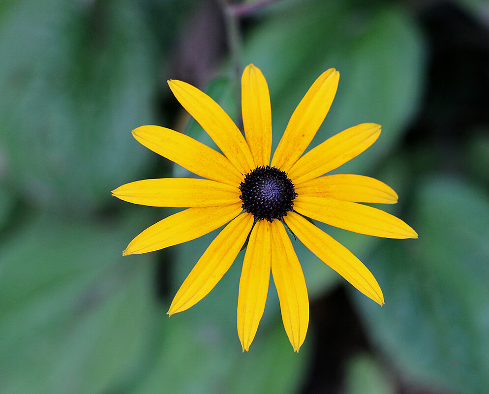 Солнышко рудбекии - Светлана Солнышко рудбекии - Светлана