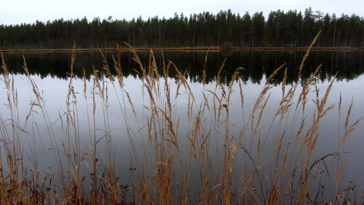 *** - Галина Полина