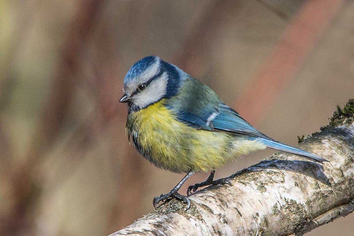 Лазоревка. - Nik Lovec