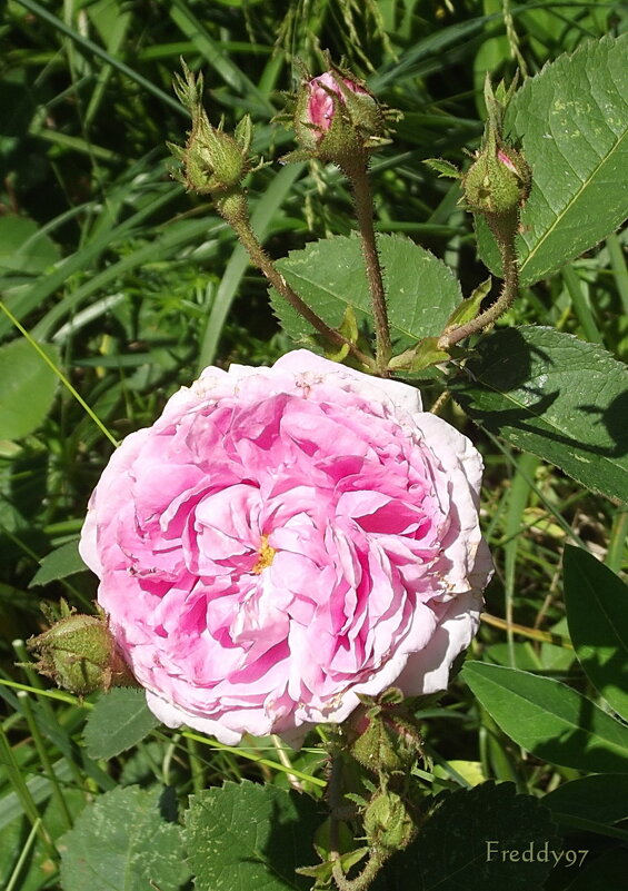 Роза - Freddy 97