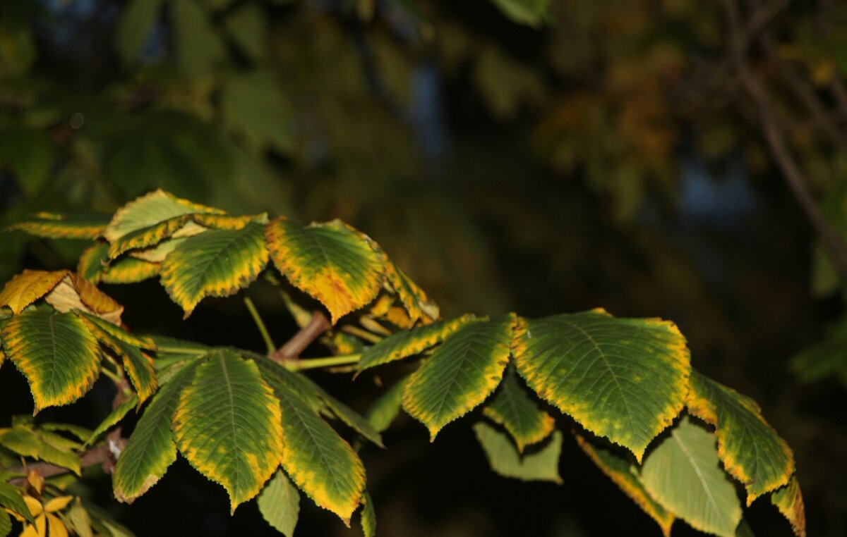 Прощание с октябрем в Михайловском саду - Наталья Герасимова