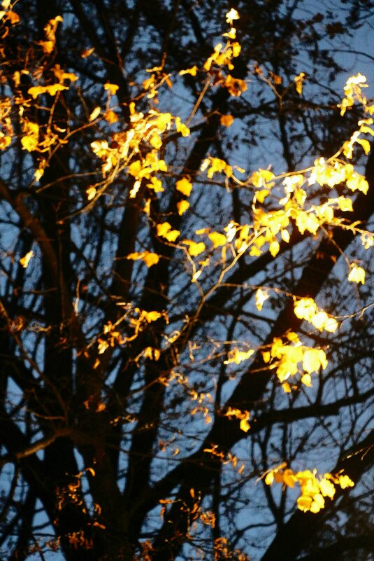 Прощание с октябрем в Михайловском саду - Наталья Герасимова