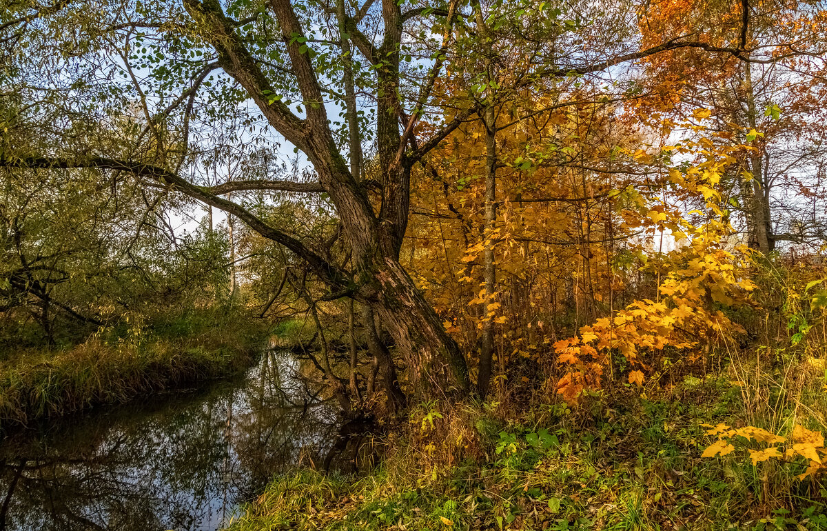 Осеннее утро 7 - Андрей Дворников