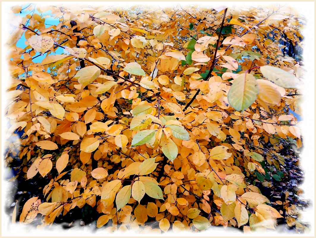 ЕЩЁ ОСТАЛИСЬ КРАСКИ . 1 НОЯБРЯ. - Лия ☼