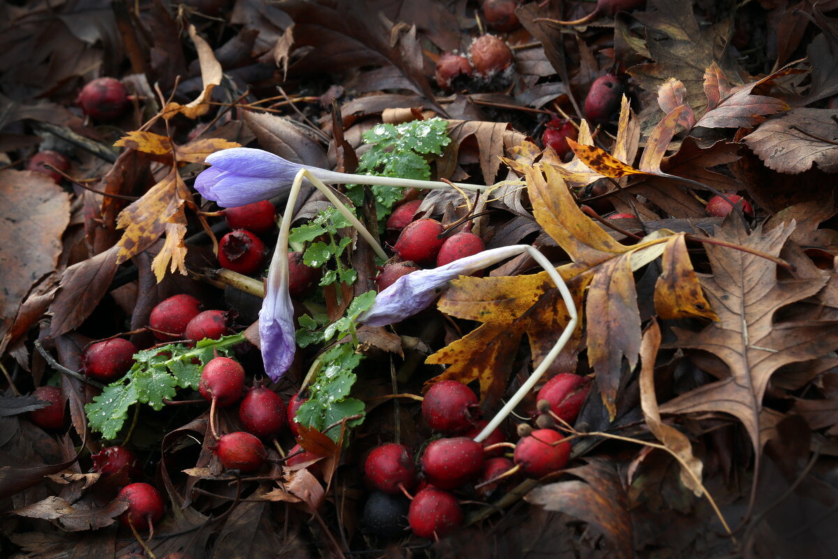 Ботсад МГУ 1 ноября - Михаил Бибичков Ботсад МГУ 1 ноября - Михаил Бибичков