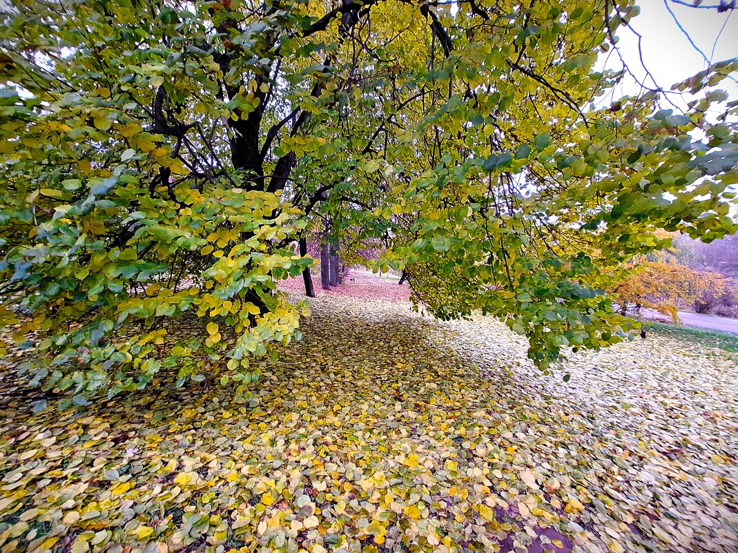 Осень - Наталья 