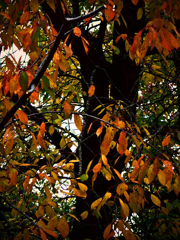 Осень 40 - Алексей Кузнецов