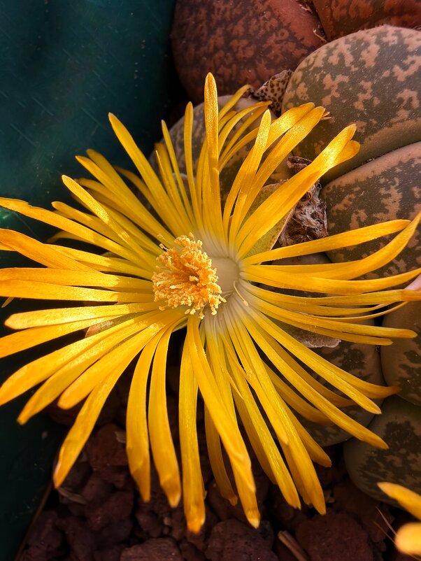 Живой камень! Литопс - Александр Деревяшкин