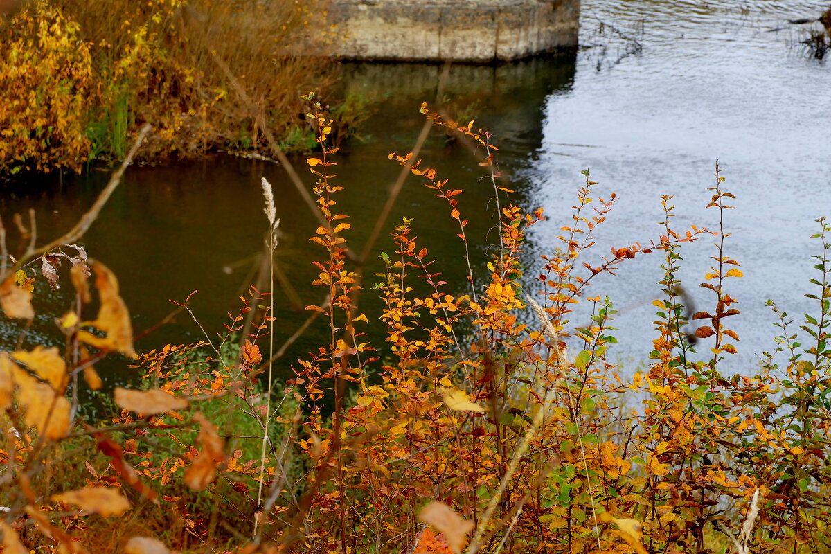 природа 30 октября 13 - Александр Прокудин