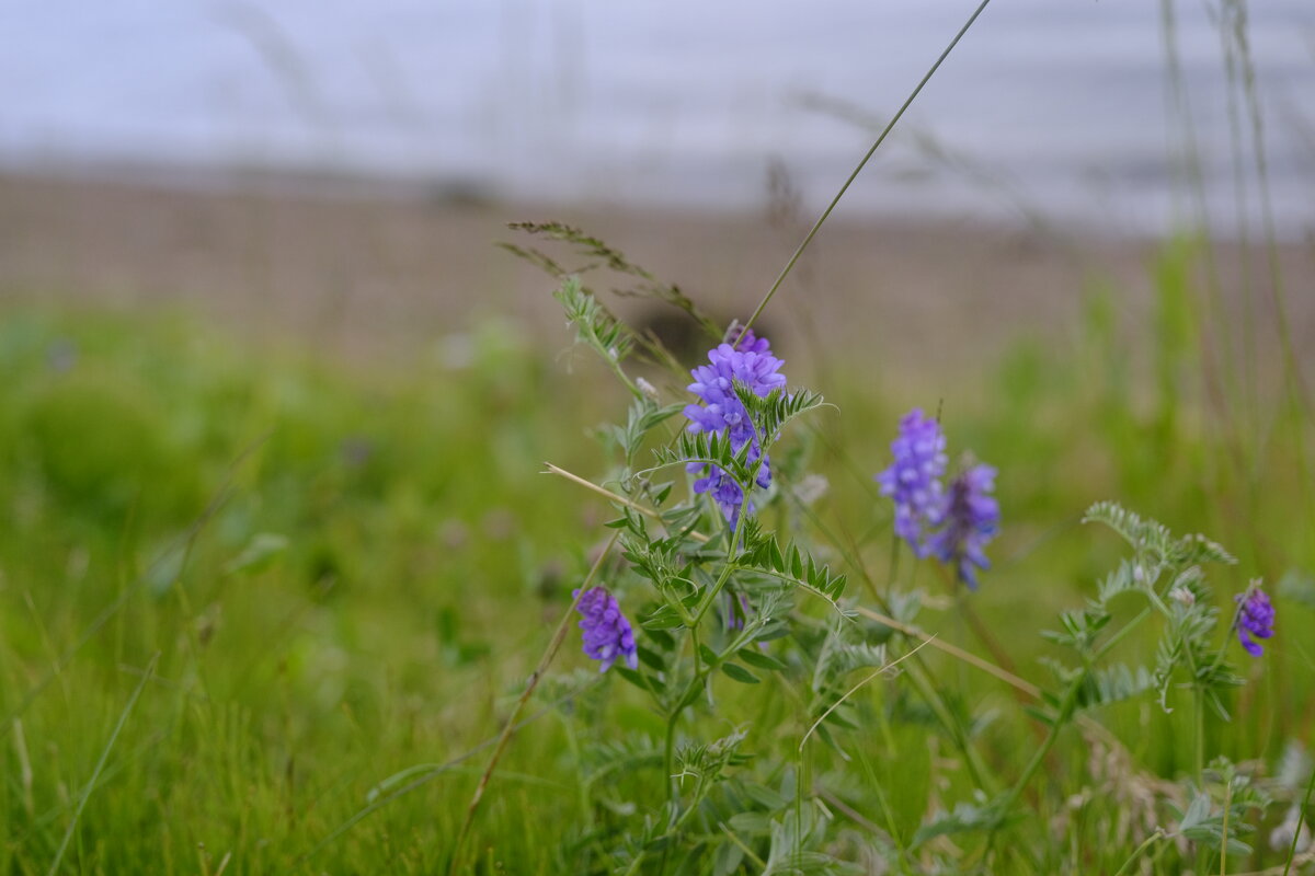 В парке Кандалакши - esadesign Егерев