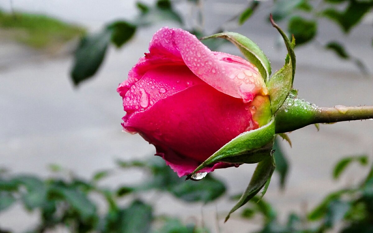 Цветут розы на городской клумбе в ноябре. - Милешкин Владимир Алексеевич Цветут розы на городской клумбе в ноябре. - Милешкин Владимир Алексеевич