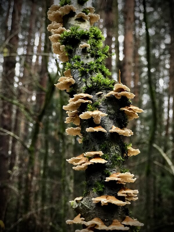 Урожайное дерево) - Любовь 