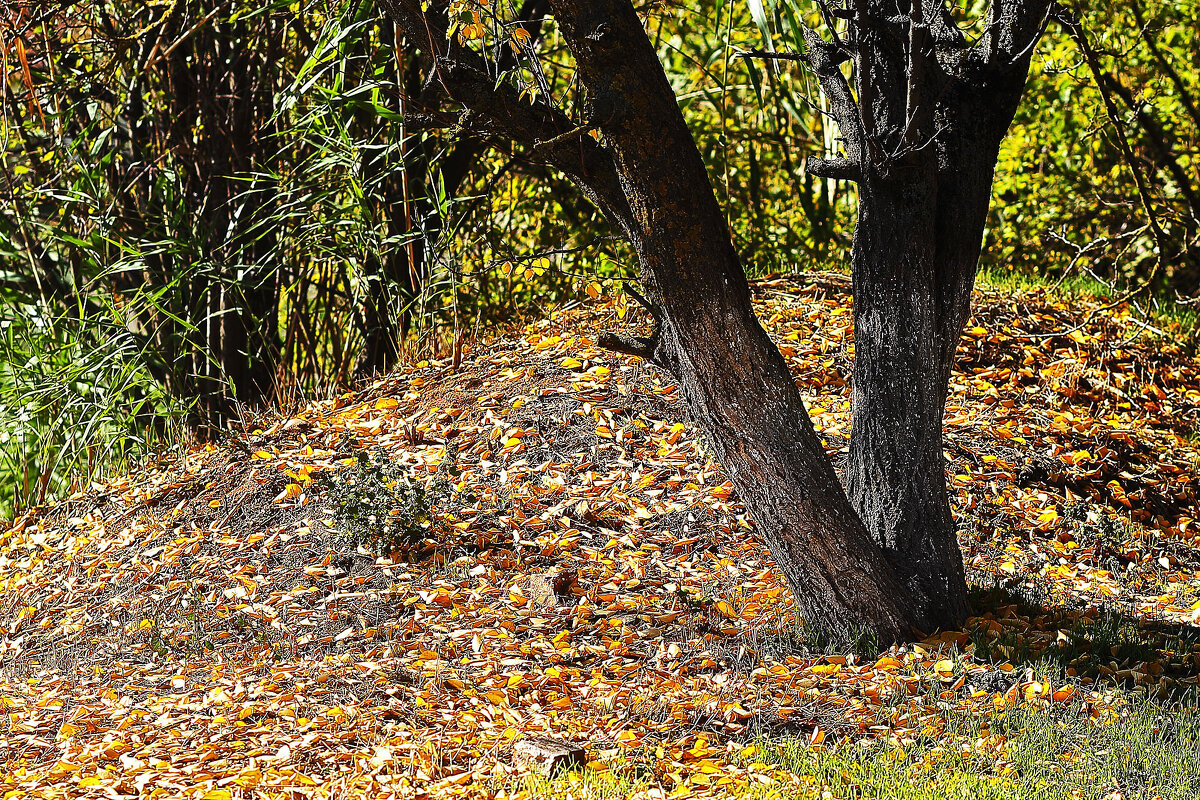 Осенний вид - Юрий Гайворонскiий