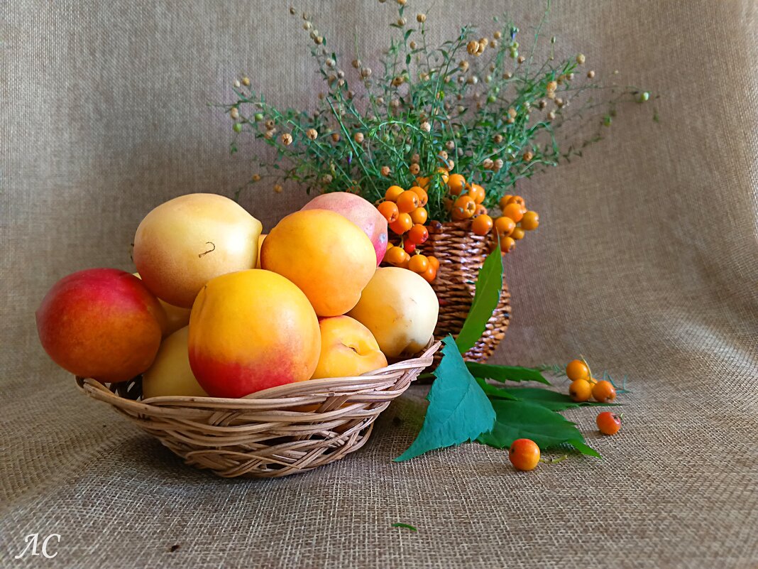 Дары осени - Любовь Сахарова