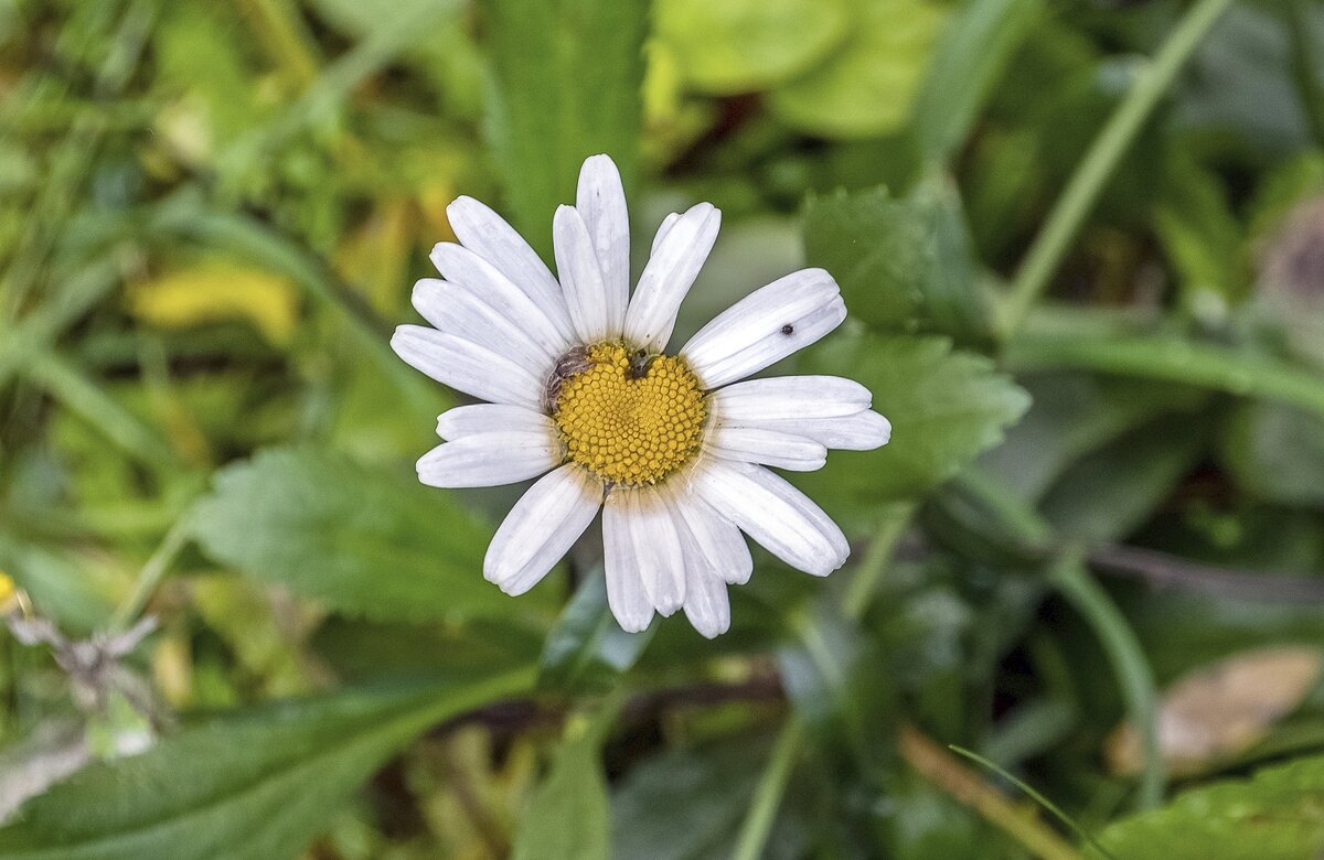 Увядающая - Валерий Иванович