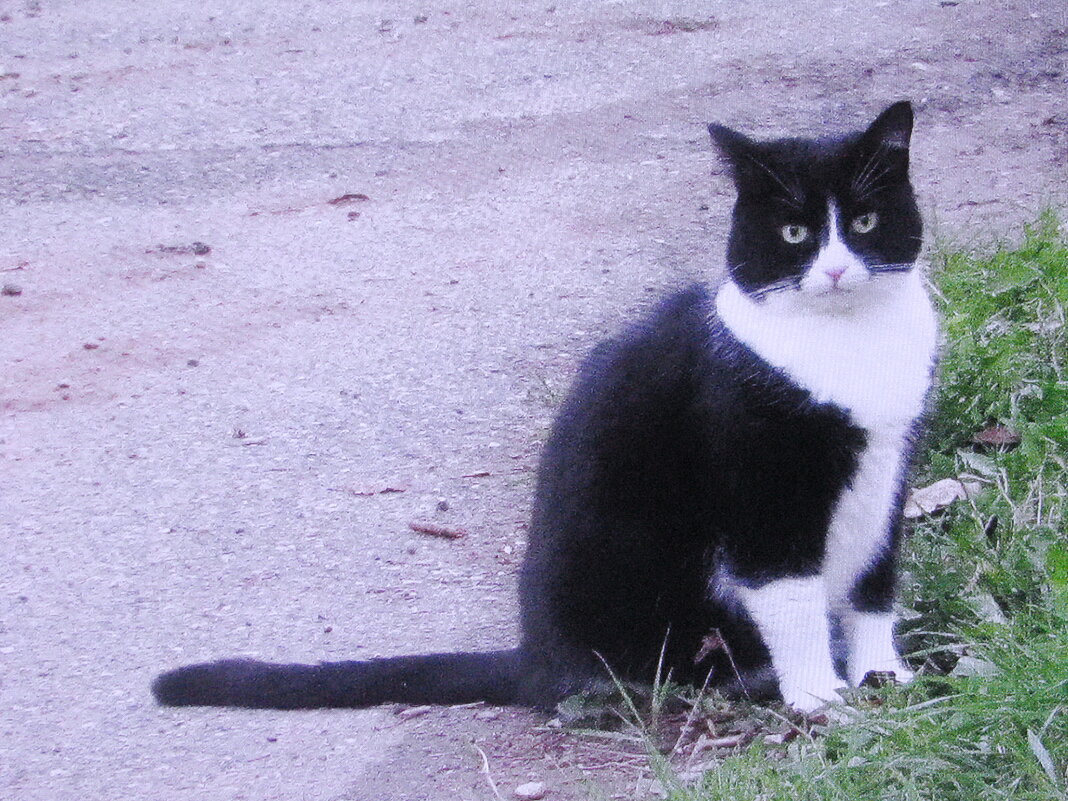Загрустил - Людмила Смородинская Загрустил - Людмила Смородинская