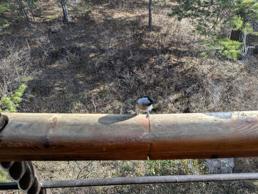 Птичка невеличка. - Андрей Хлопонин