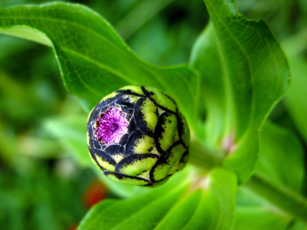 Бутончик. - nadyasilyuk Вознюк