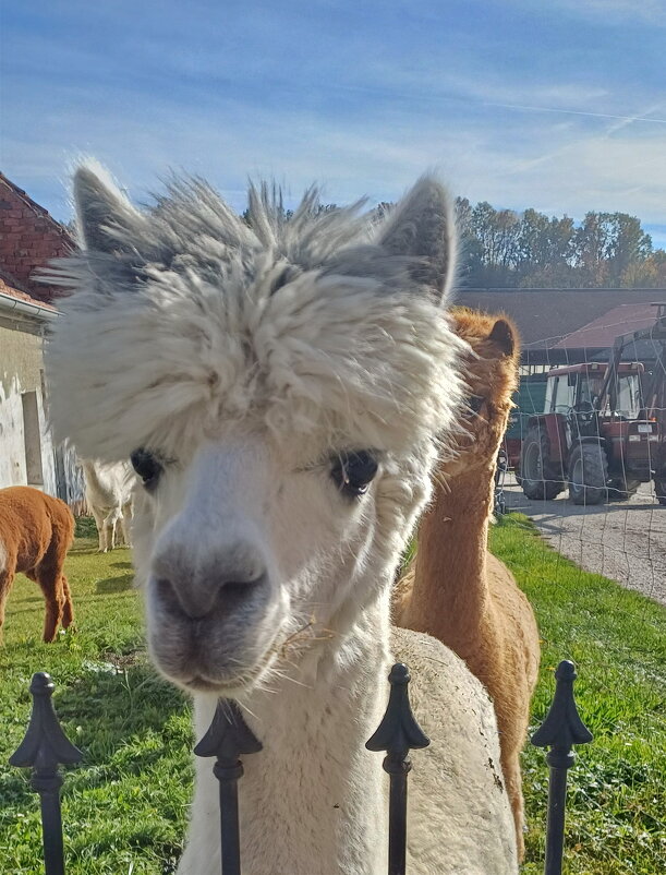 А у меня новая прическа - vladimir 