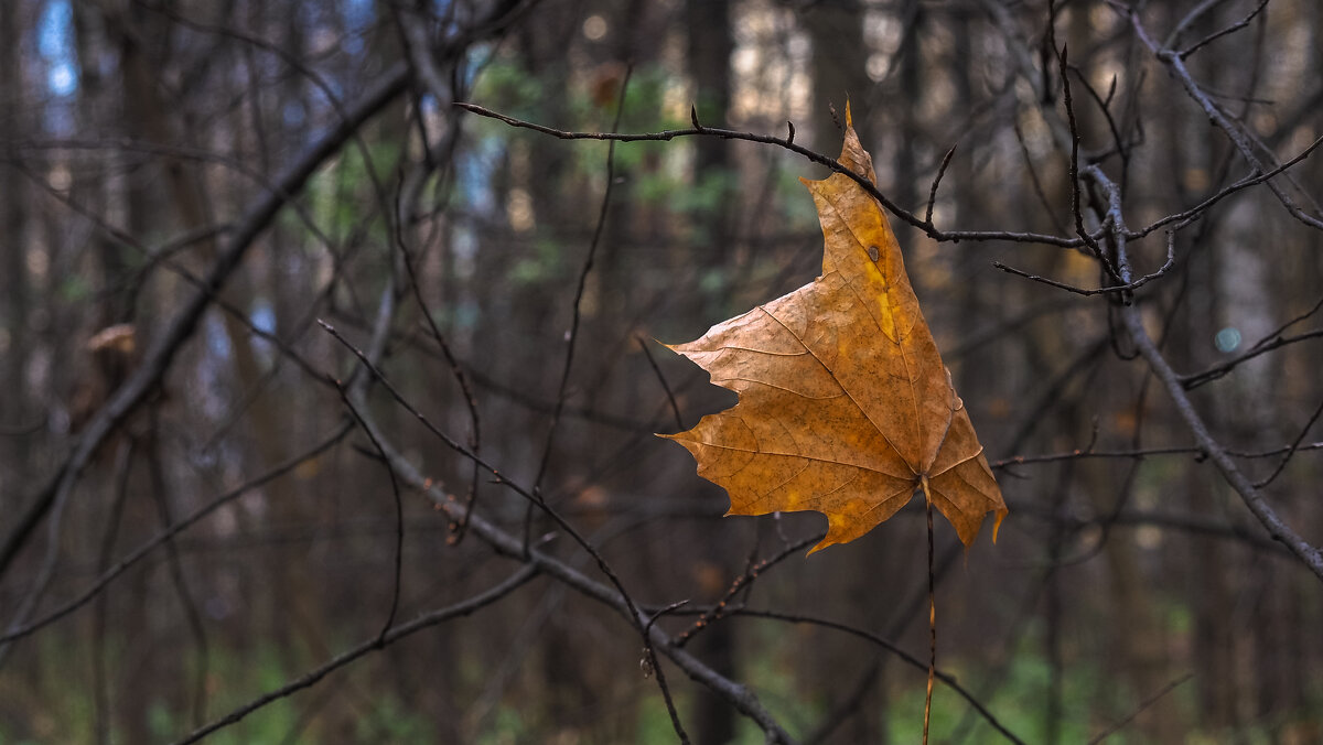 ***** - юрий поляков
