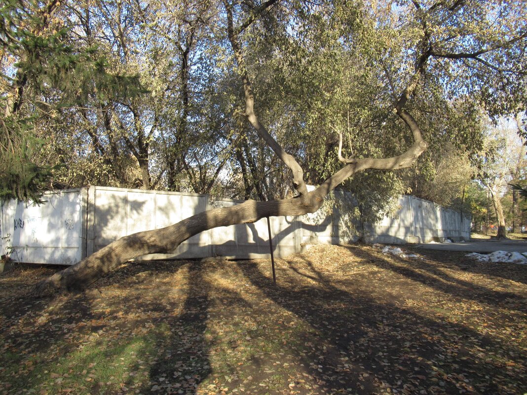 Вот такое дерево! - Андрей Макурин