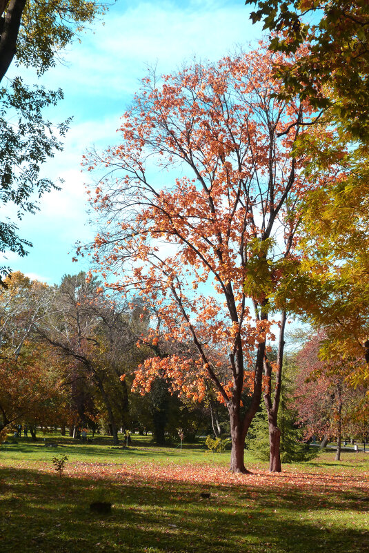 Осенний этюд - Валентин Семчишин