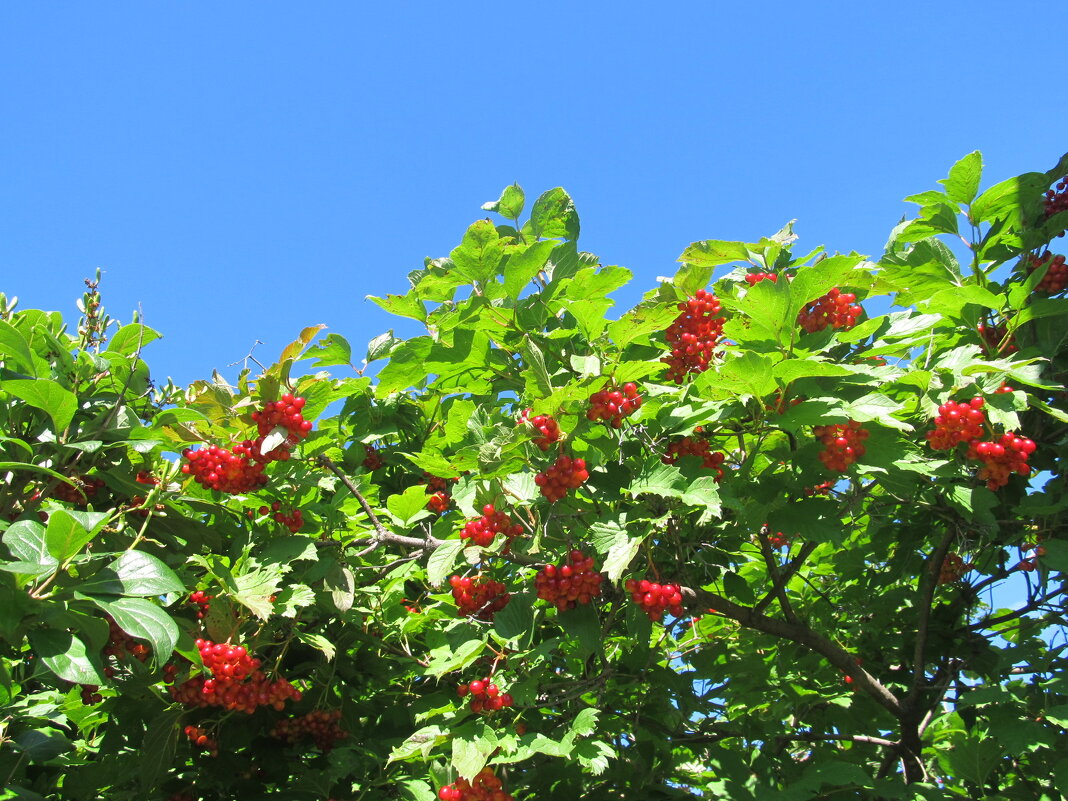 август - Елена Шаламова