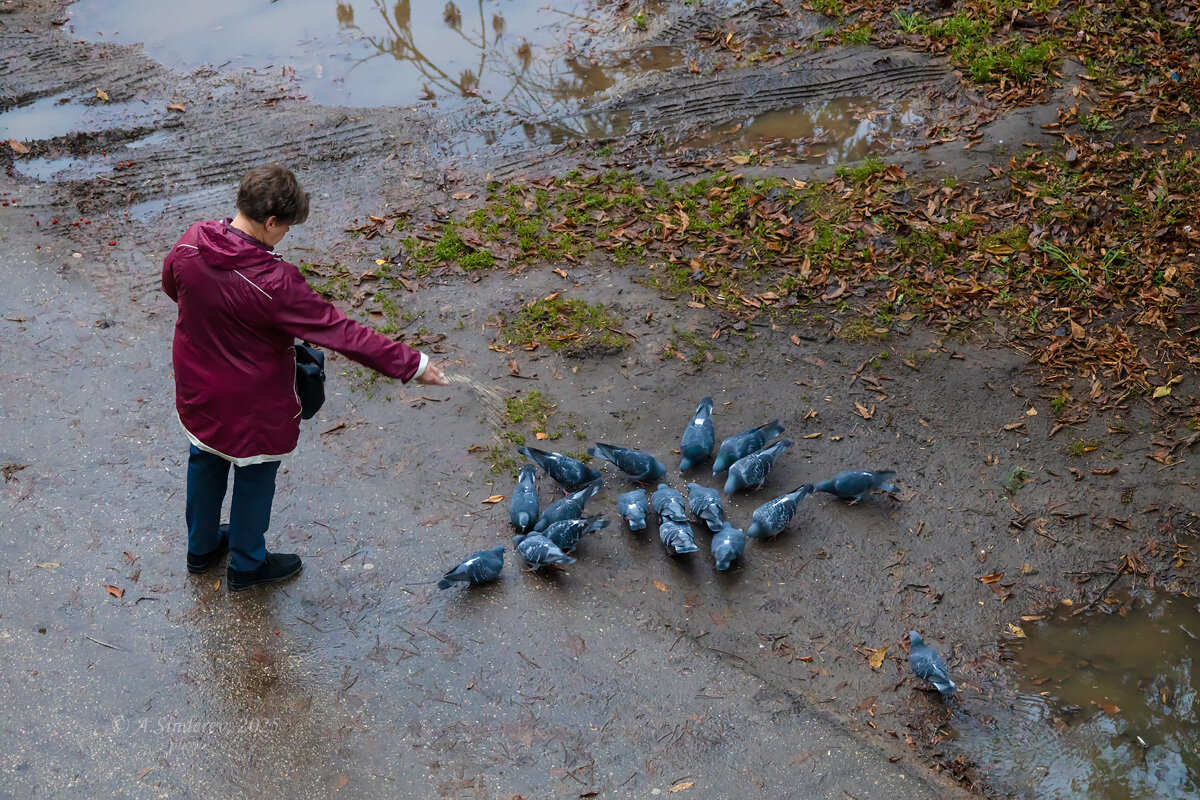 Кормление голубей - Александр Синдерёв