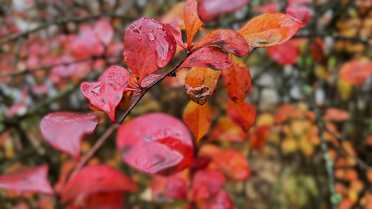 ***осенний привет*** - Olga Oskolkova