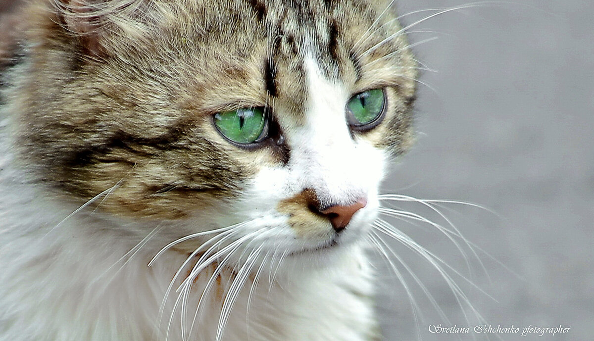 Кошачьи глазки - Светлана Ищенко