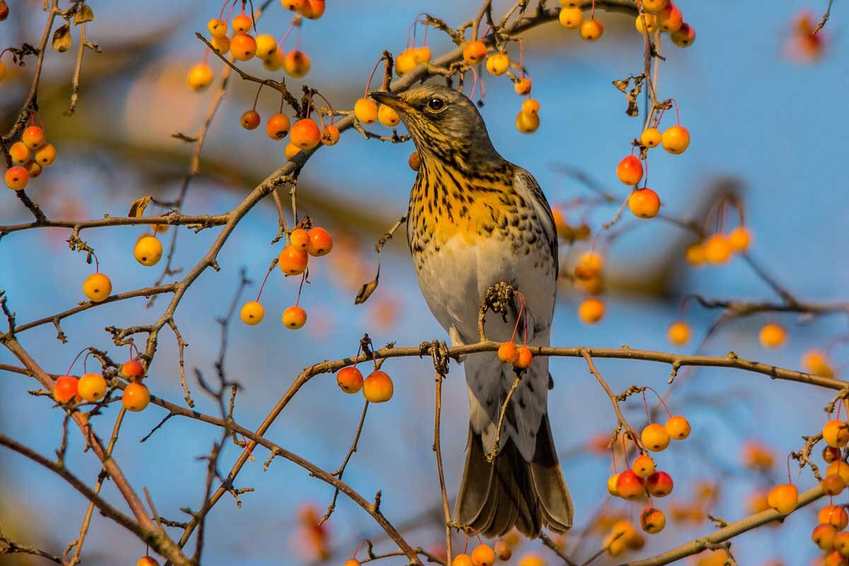 Пожалуй мне этого хватит! - Nik Lovec