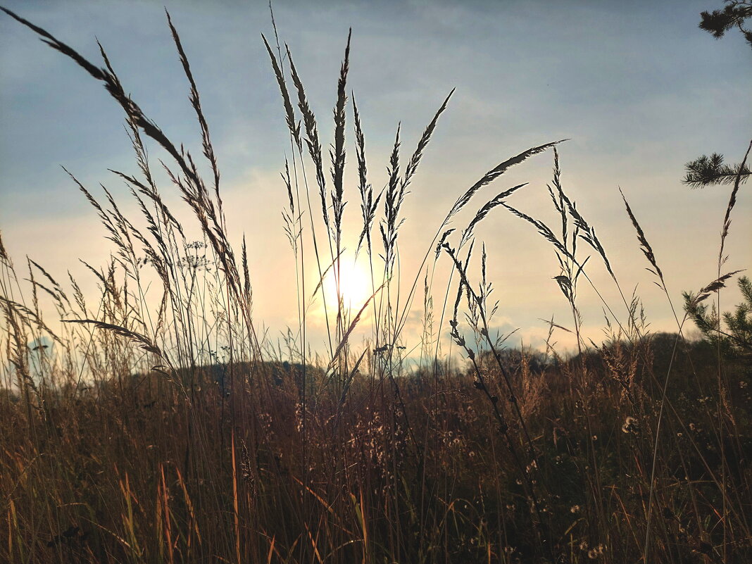 сухие травы - Артём 