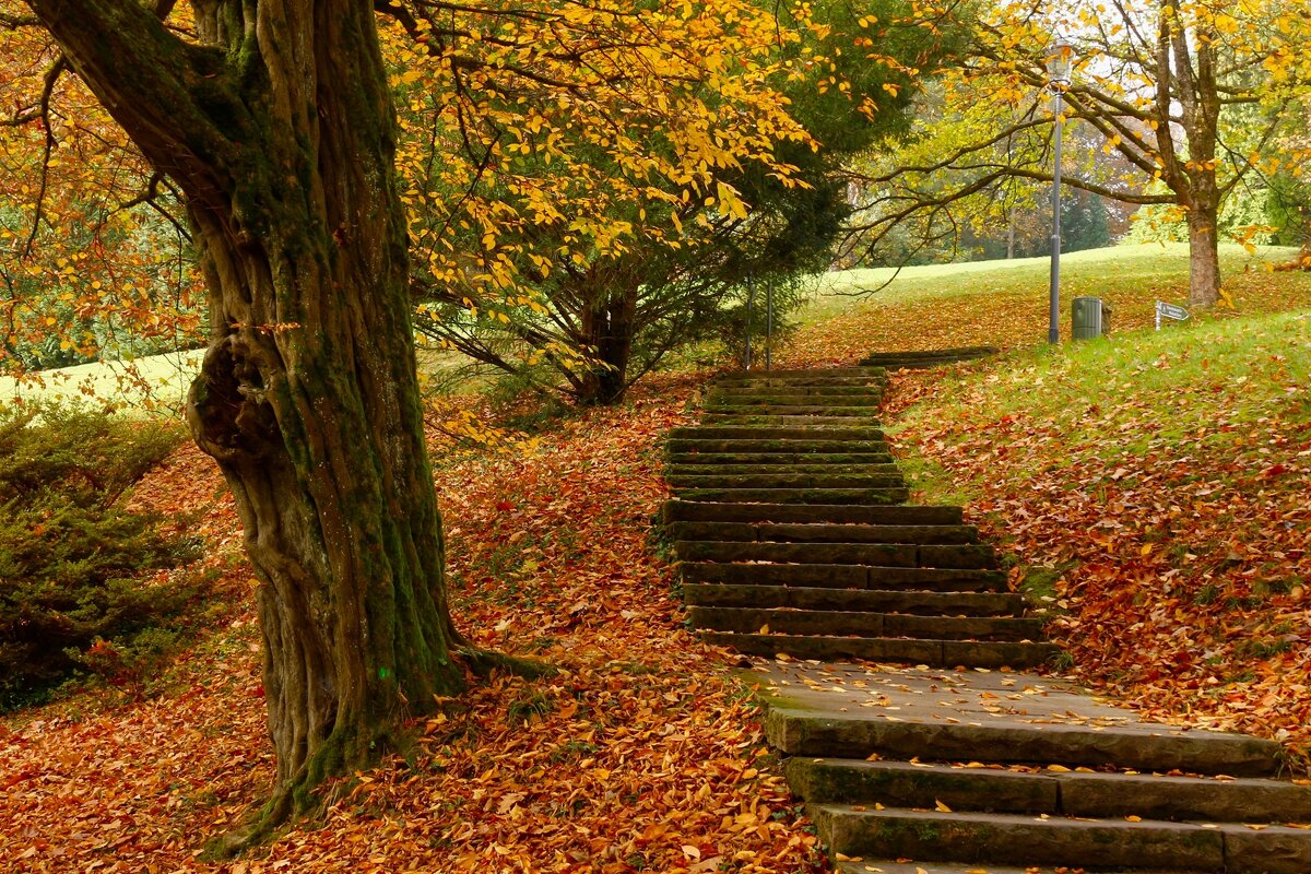 Ступеньки в осень - Юрий. Шмаков Ступеньки в осень - Юрий. Шмаков