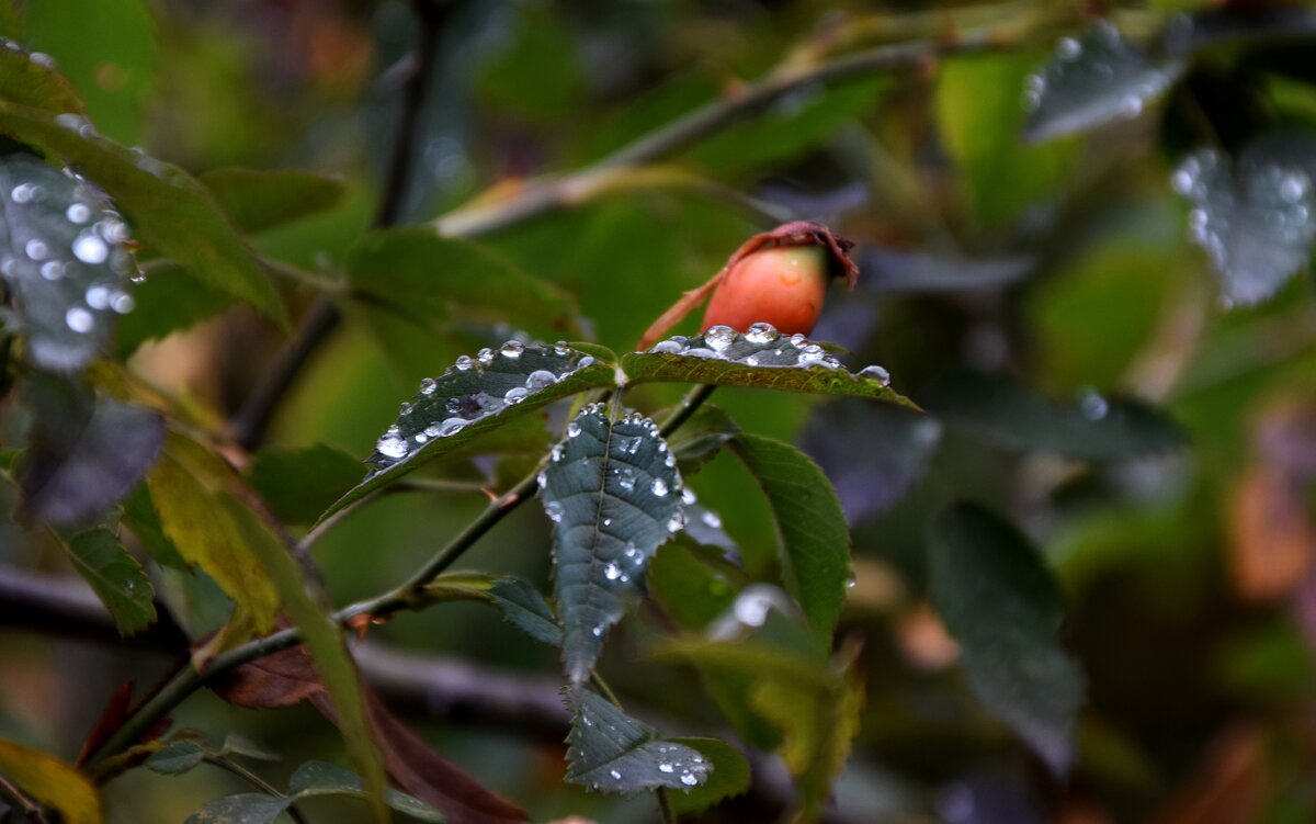 На Машуке облако 3 - Павленко Михаил 