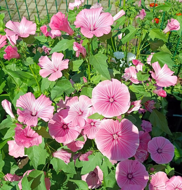 Лаватера. - Ирина ***